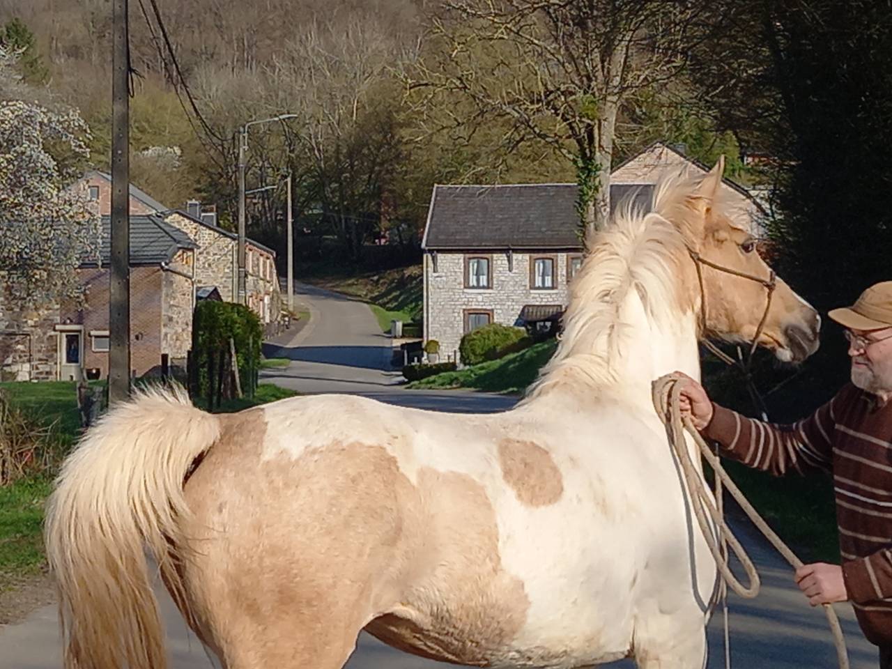 Cavalla Palomino (Race) In vendita 2009 Pezzato ,  Eclair Rebel du Moulin Pré