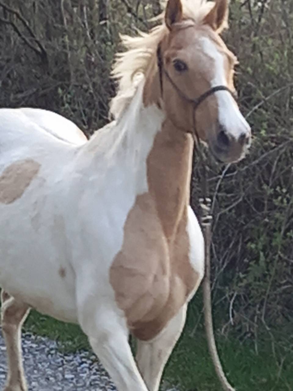 Cavalla Palomino (Race) In vendita 2009 Pezzato ,  Eclair Rebel du Moulin Pré