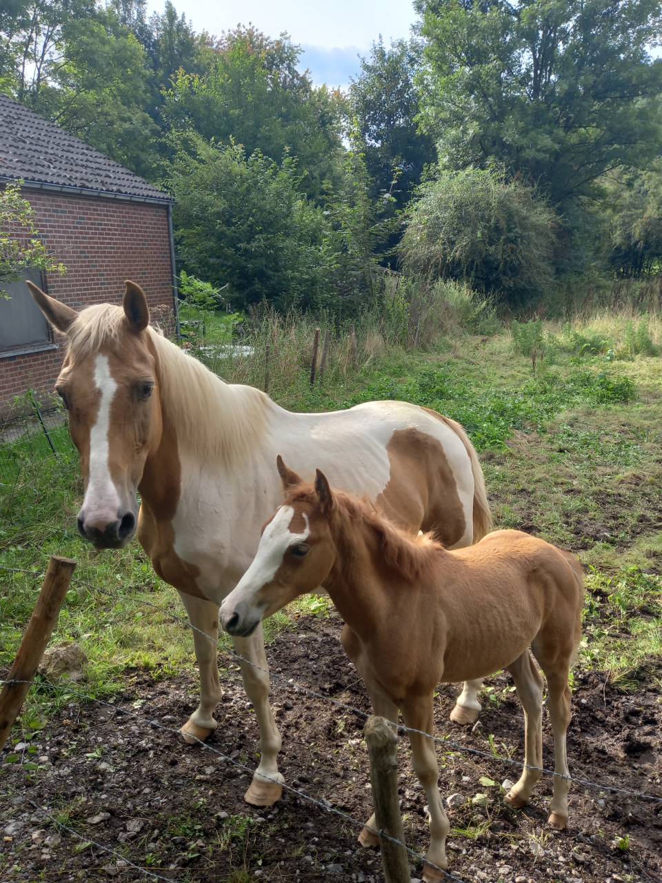 Cavalla Palomino (Race) In vendita 2009 Pezzato ,  Eclair Rebel du Moulin Pré