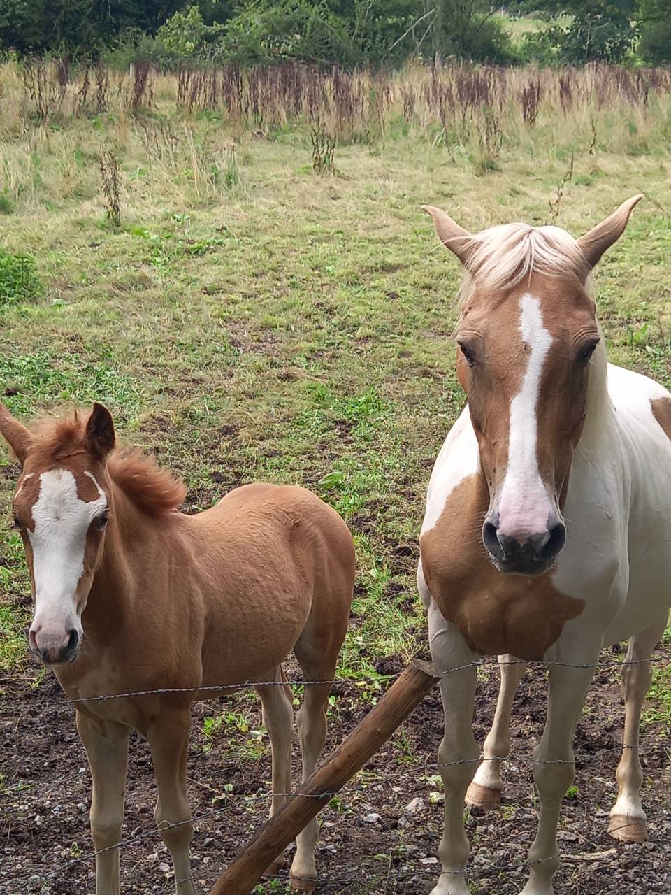 Cavalla Palomino (Race) In vendita 2009 Pezzato ,  Eclair Rebel du Moulin Pré