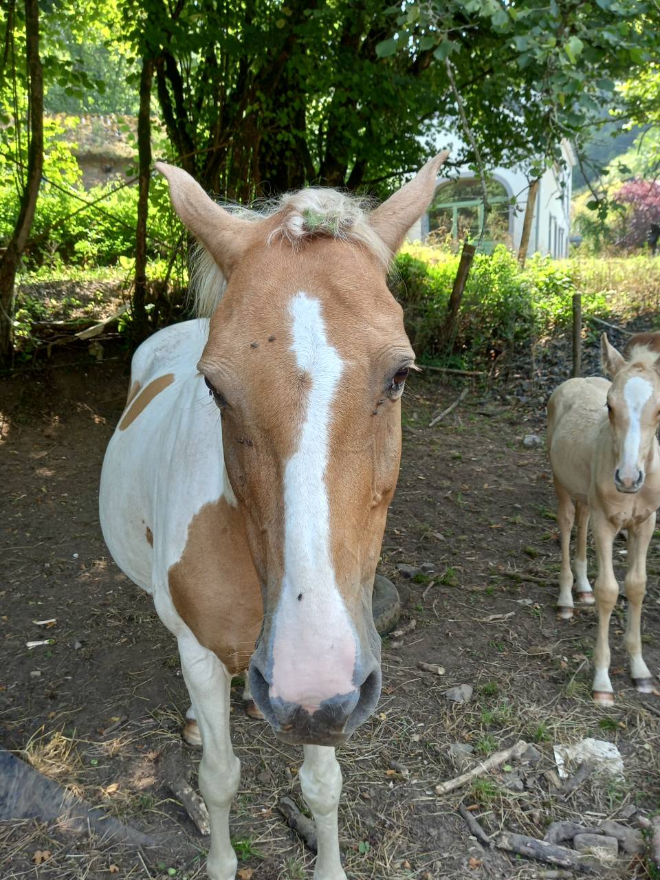 Cavalla Palomino (Race) In vendita 2009 Pezzato ,  Eclair Rebel du Moulin Pré