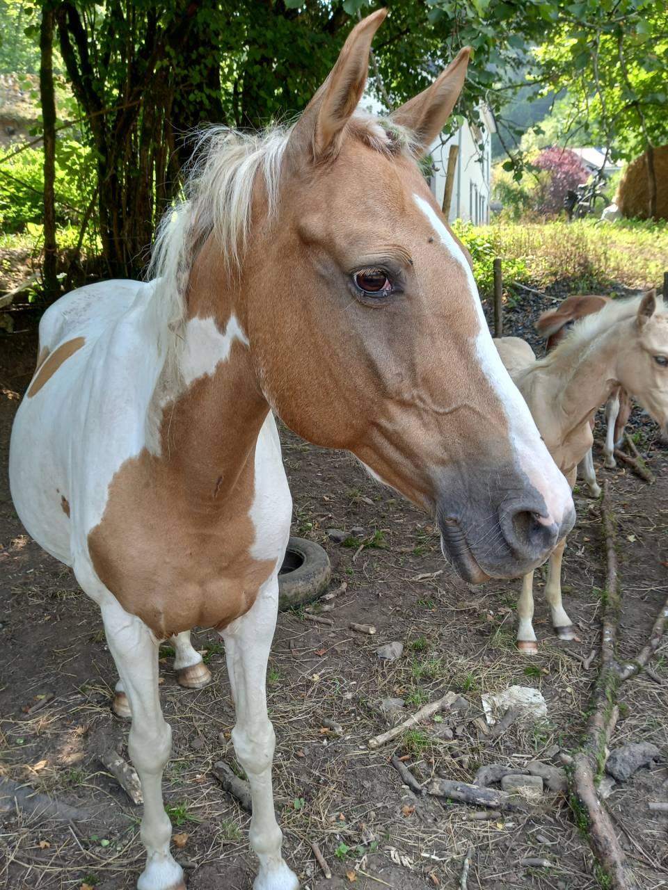 Cavalla Palomino (Race) In vendita 2009 Pezzato ,  Eclair Rebel du Moulin Pré