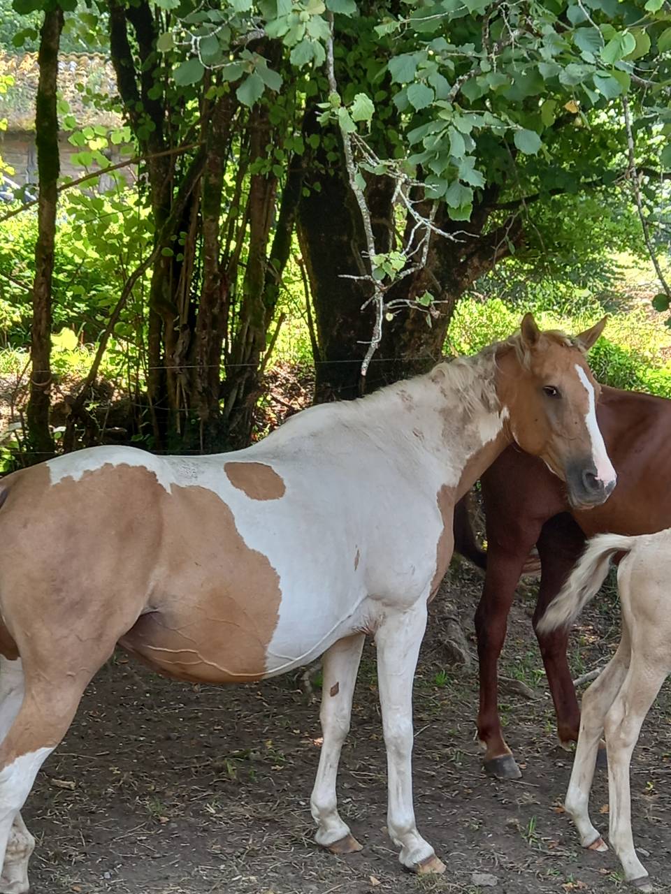 Cavalla Palomino (Race) In vendita 2009 Pezzato ,  Eclair Rebel du Moulin Pré
