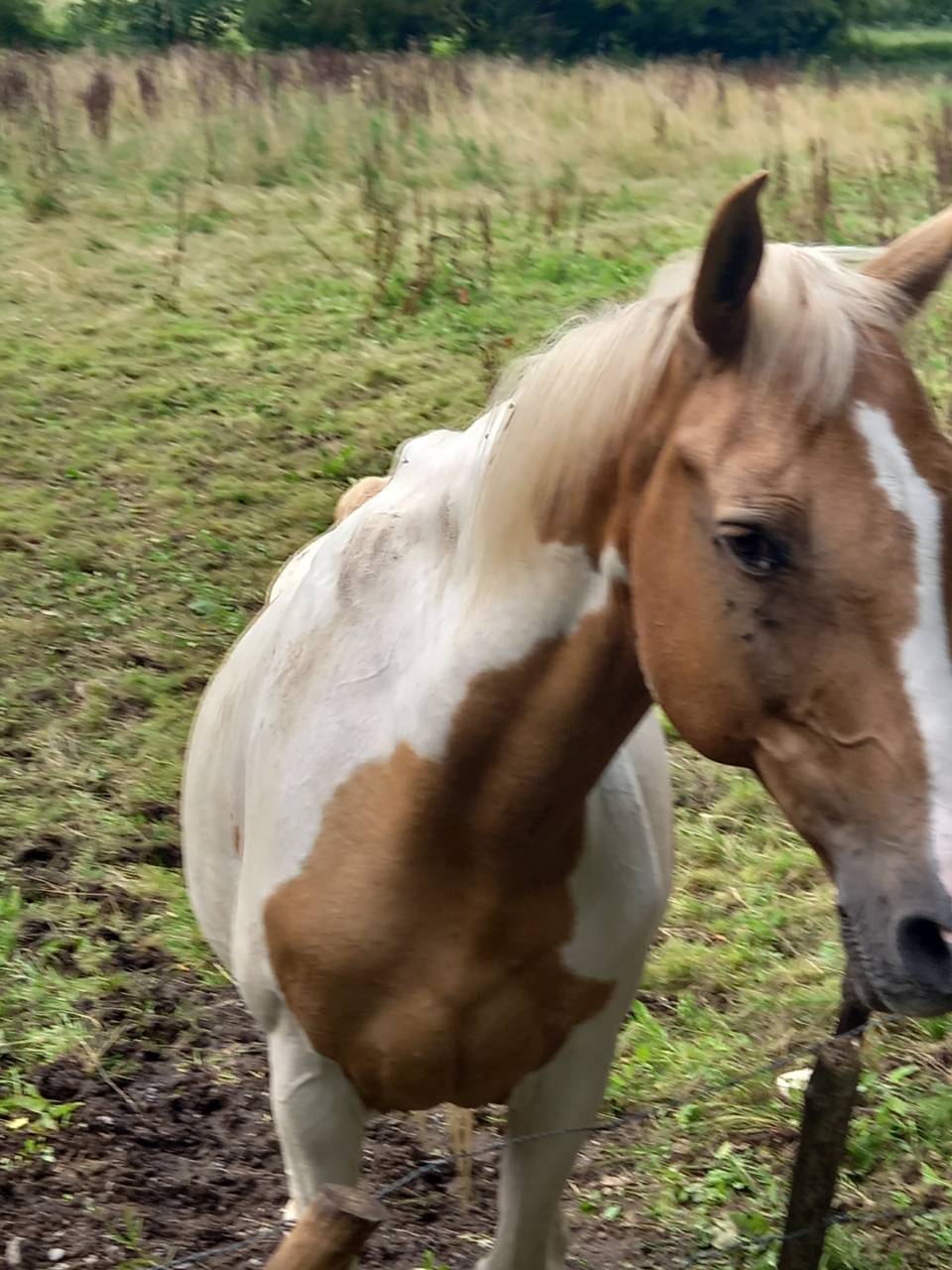 Cavalla Palomino (Race) In vendita 2009 Pezzato ,  Eclair Rebel du Moulin Pré