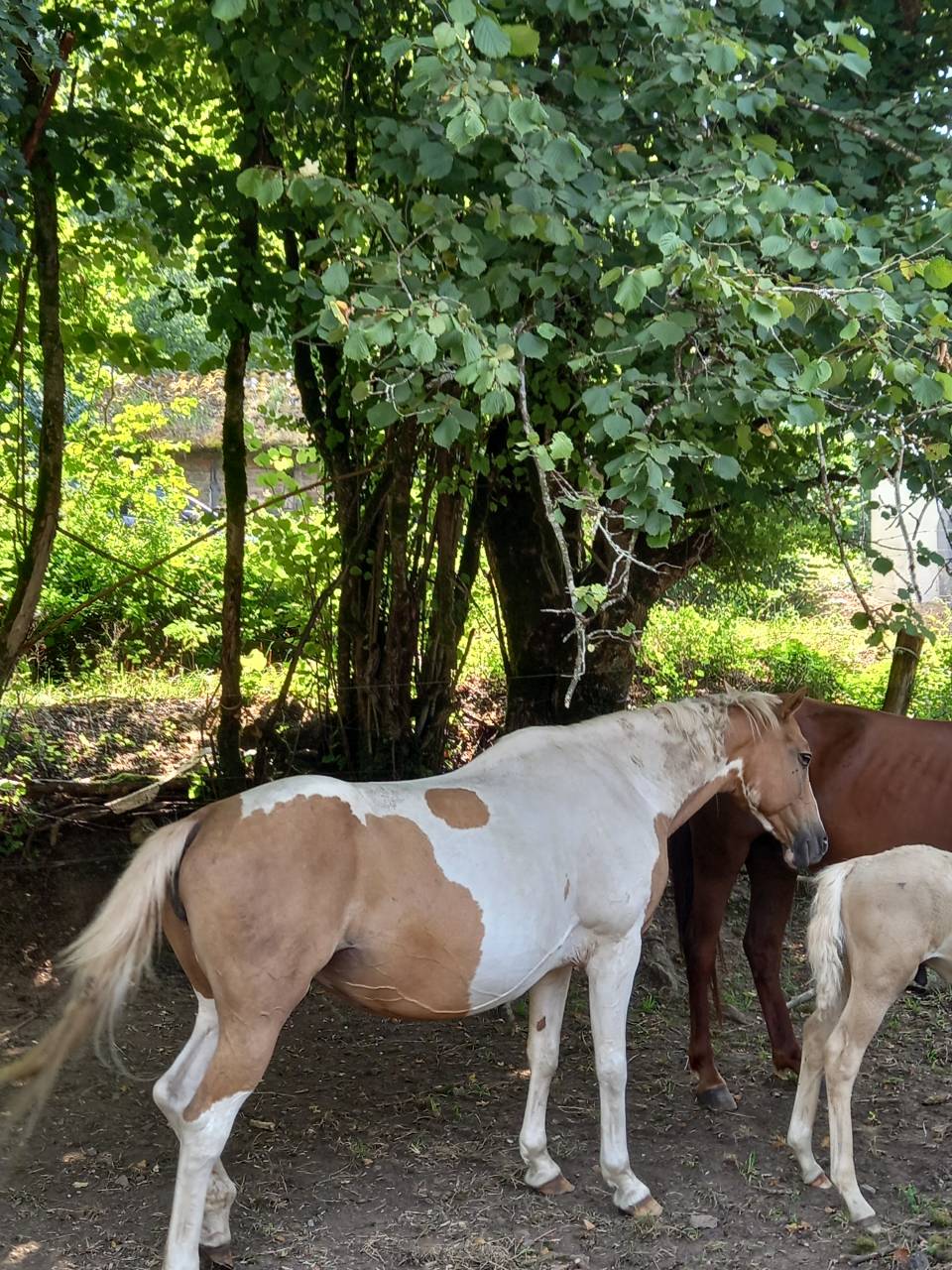 Cavalla Palomino (Race) In vendita 2009 Pezzato ,  Eclair Rebel du Moulin Pré
