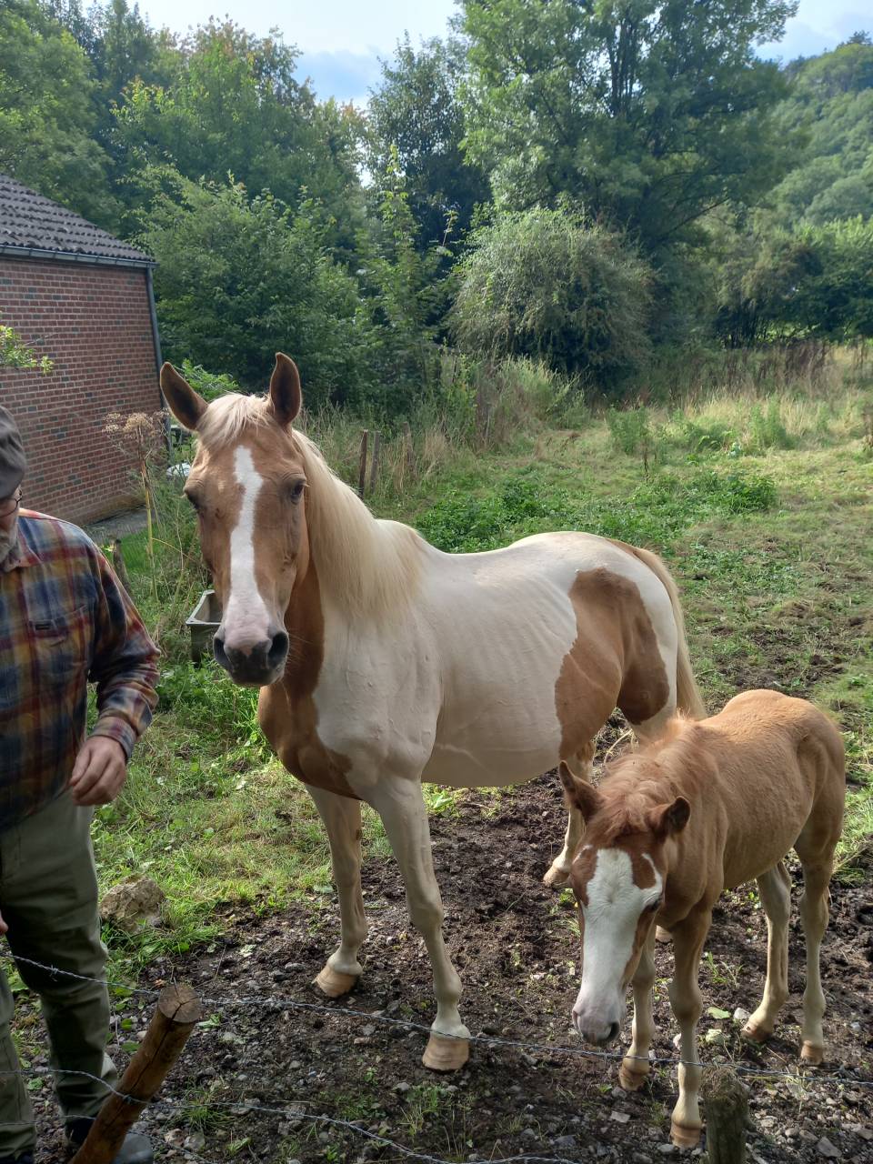 Cavalla Palomino (Race) In vendita 2009 Pezzato ,  Eclair Rebel du Moulin Pré