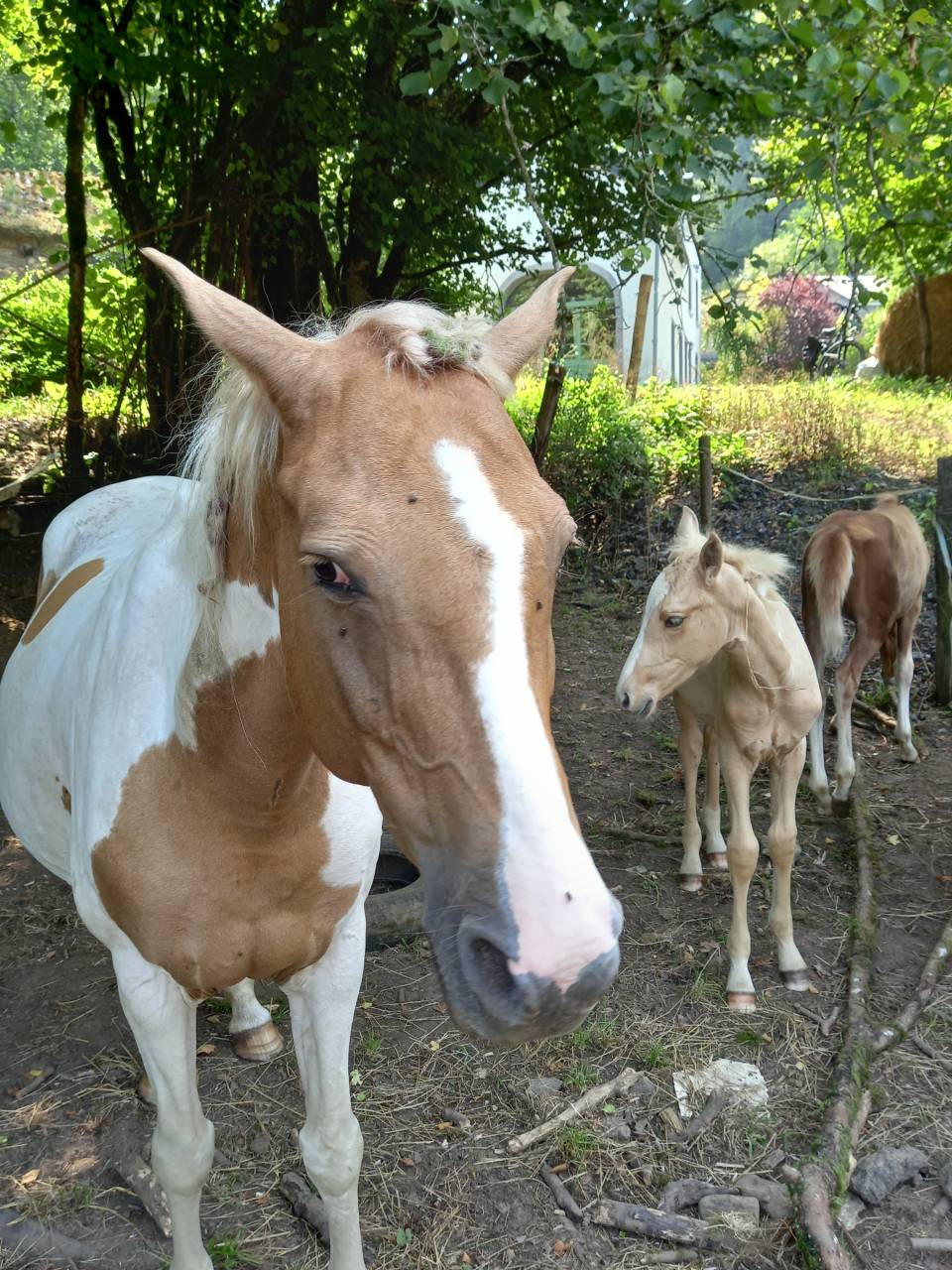 Cavalla Palomino (Race) In vendita 2009 Pezzato ,  Eclair Rebel du Moulin Pré