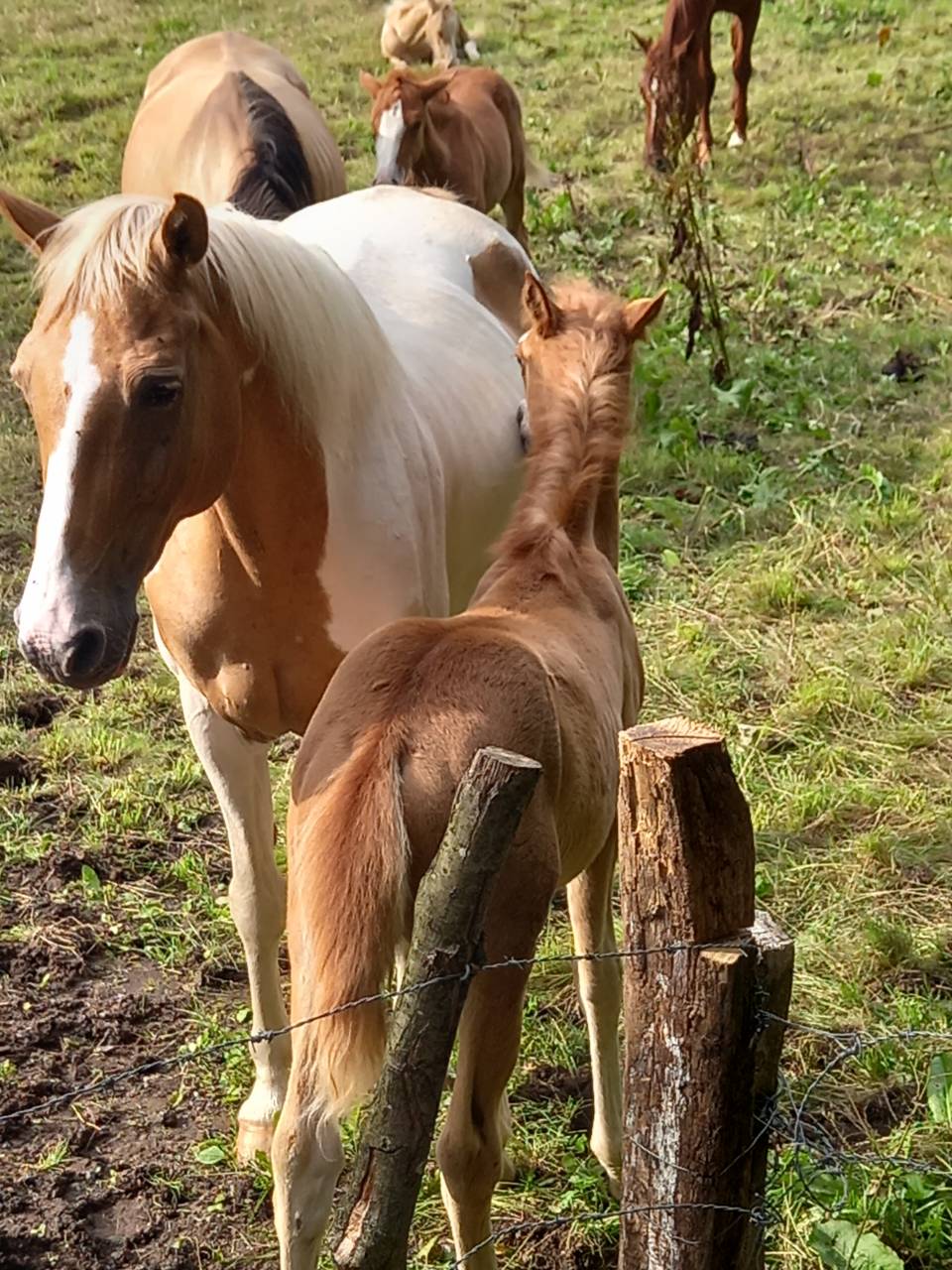 Cavalla Palomino (Race) In vendita 2009 Pezzato ,  Eclair Rebel du Moulin Pré