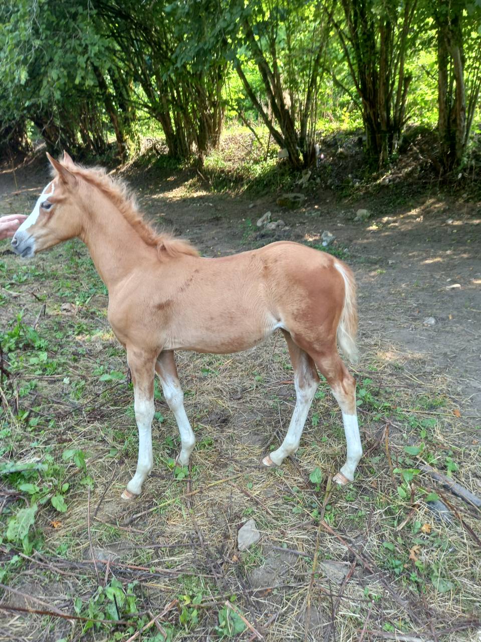 Cavalla Palomino (Race) In vendita 2009 Pezzato ,  Eclair Rebel du Moulin Pré