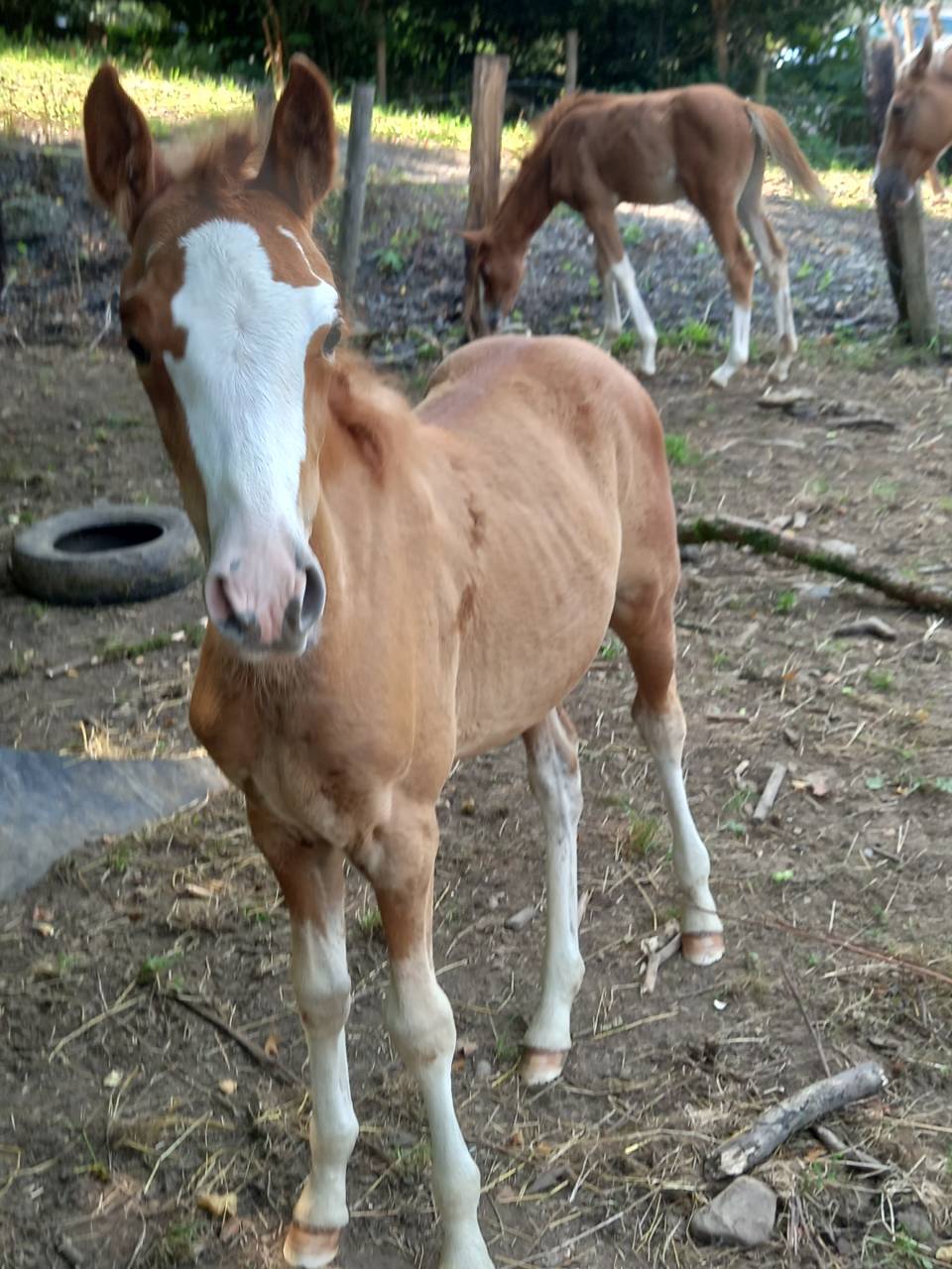 Cavalla Palomino (Race) In vendita 2009 Pezzato ,  Eclair Rebel du Moulin Pré