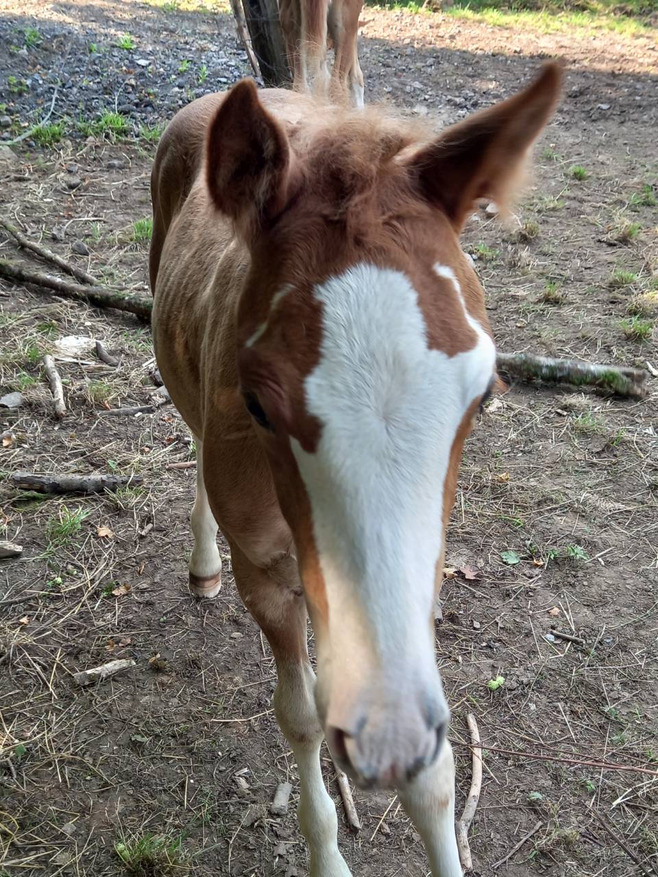 Cavalla Palomino (Race) In vendita 2009 Pezzato ,  Eclair Rebel du Moulin Pré
