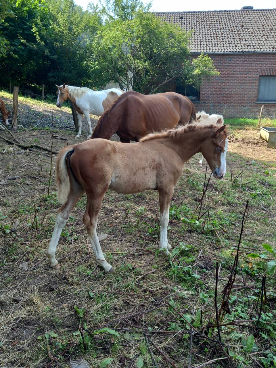 Cavalla Palomino (Race) In vendita 2009 Pezzato ,  Eclair Rebel du Moulin Pré