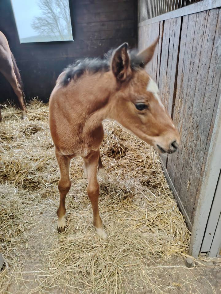 Puledro PFS Pony Francese da Sella In vendita 2025 Baio scuro ,  NAJISCO D HARYNS