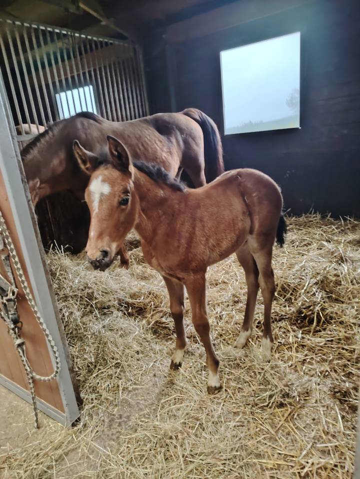 Puledro PFS Pony Francese da Sella In vendita 2025 Baio scuro ,  NAJISCO D HARYNS