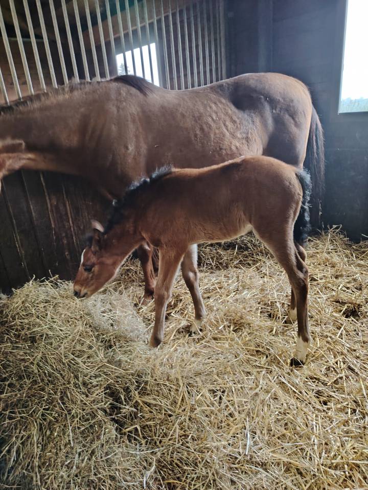 Puledro PFS Pony Francese da Sella In vendita 2025 Baio scuro ,  NAJISCO D HARYNS