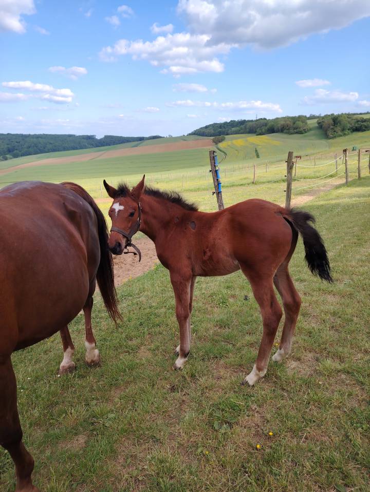 Puledro PFS Pony Francese da Sella In vendita 2025 Baio scuro ,  NAJISCO D HARYNS