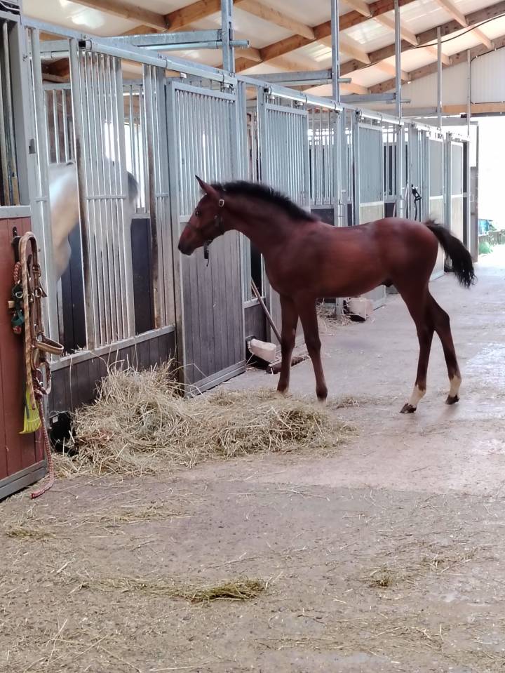 Puledro PFS Pony Francese da Sella In vendita 2025 Baio scuro ,  NAJISCO D HARYNS