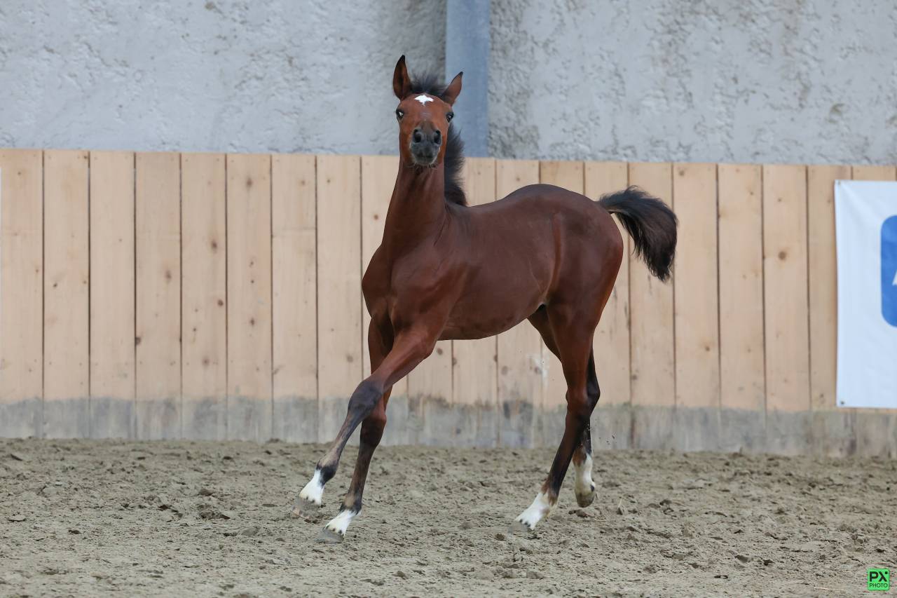 Puledro PFS Pony Francese da Sella In vendita 2025 Baio scuro ,  NAJISCO D HARYNS