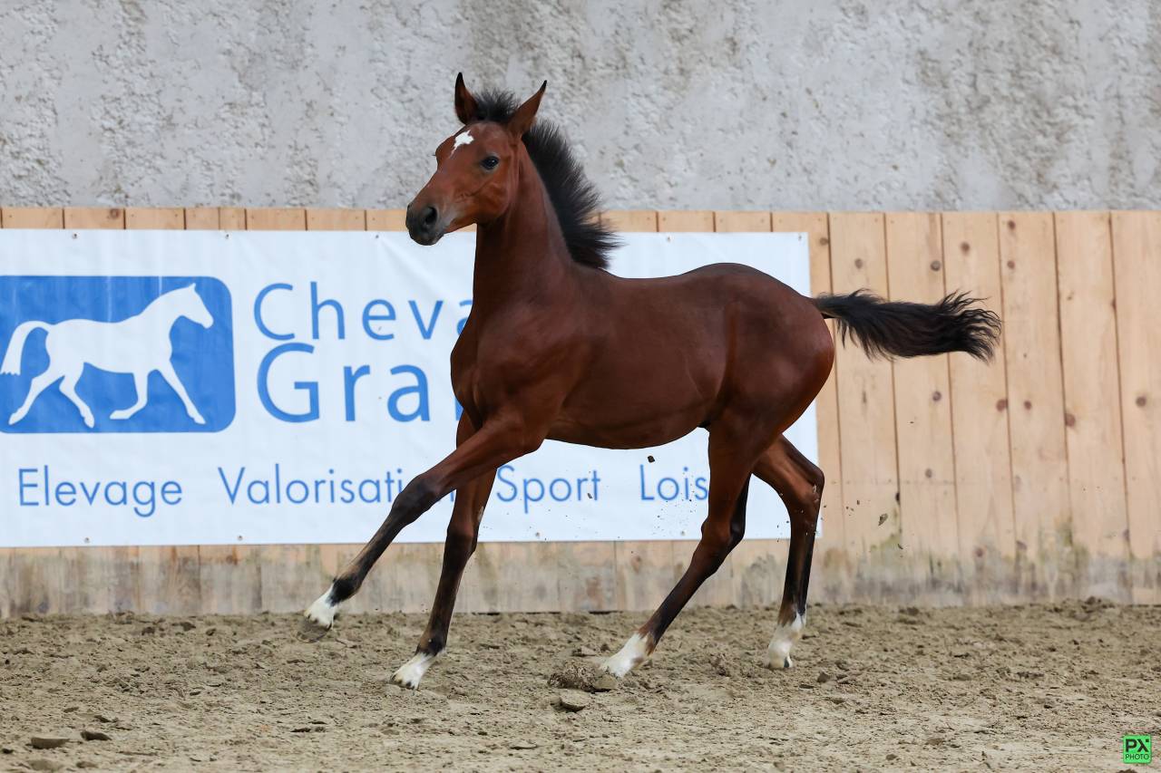 Puledro PFS Pony Francese da Sella In vendita 2025 Baio scuro ,  NAJISCO D HARYNS