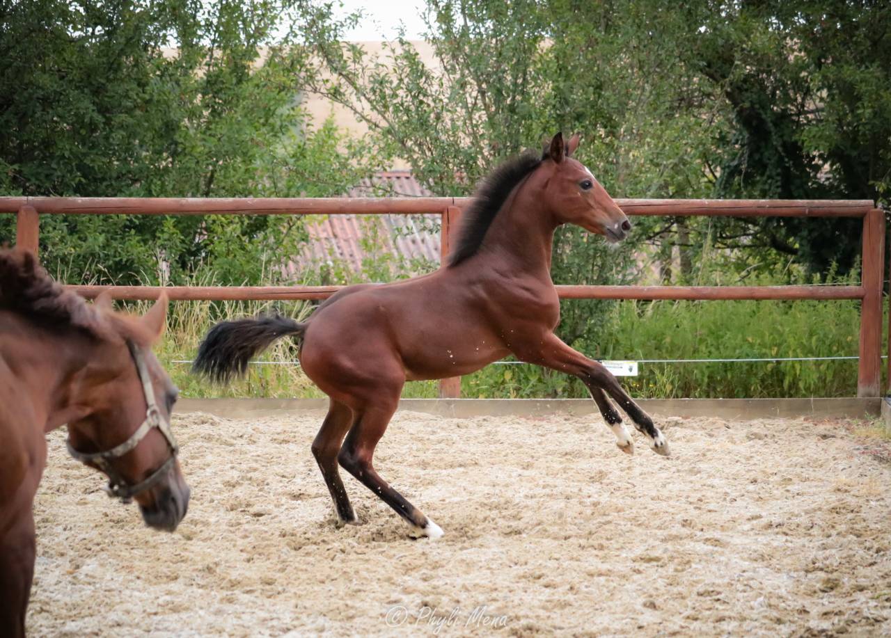 Puledro PFS Pony Francese da Sella In vendita 2025 Baio scuro ,  NAJISCO D HARYNS