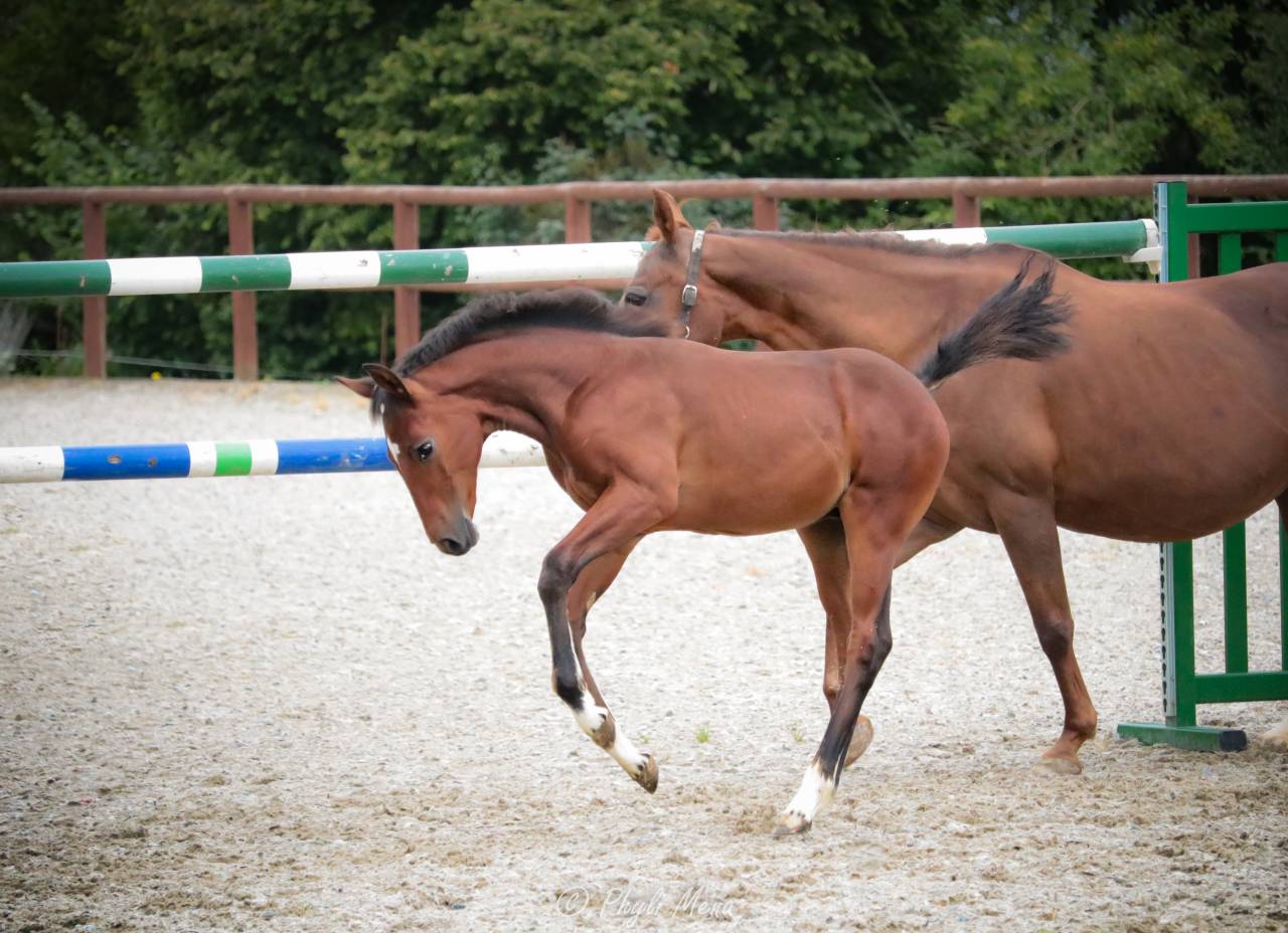 Puledro PFS Pony Francese da Sella In vendita 2025 Baio scuro ,  NAJISCO D HARYNS