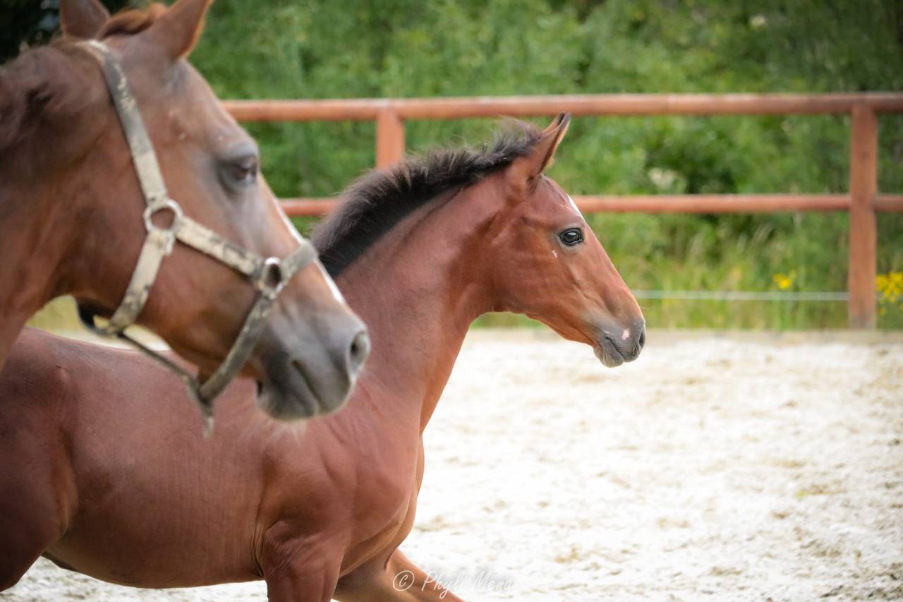 Puledro PFS Pony Francese da Sella In vendita 2025 Baio scuro ,  NAJISCO D HARYNS
