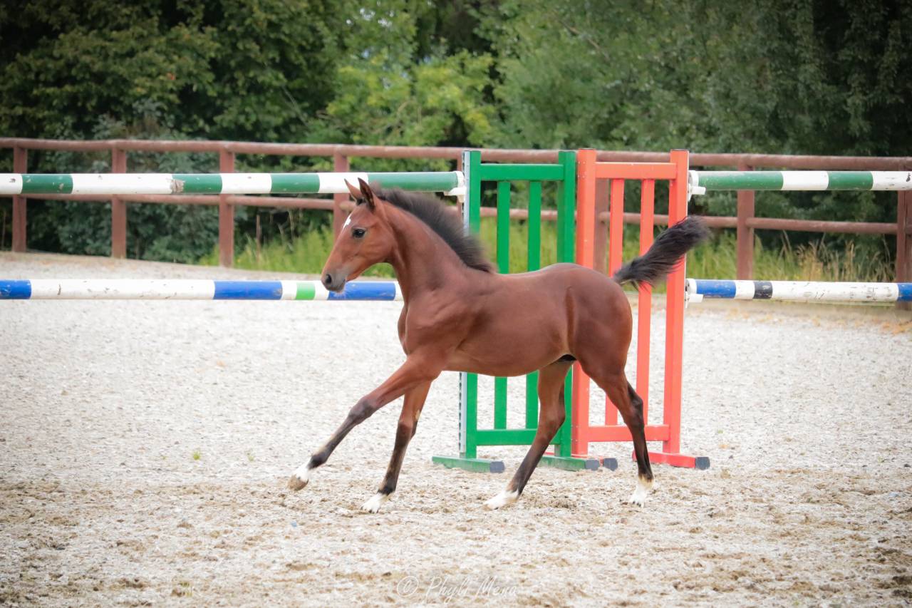 Puledro PFS Pony Francese da Sella In vendita 2025 Baio scuro ,  NAJISCO D HARYNS