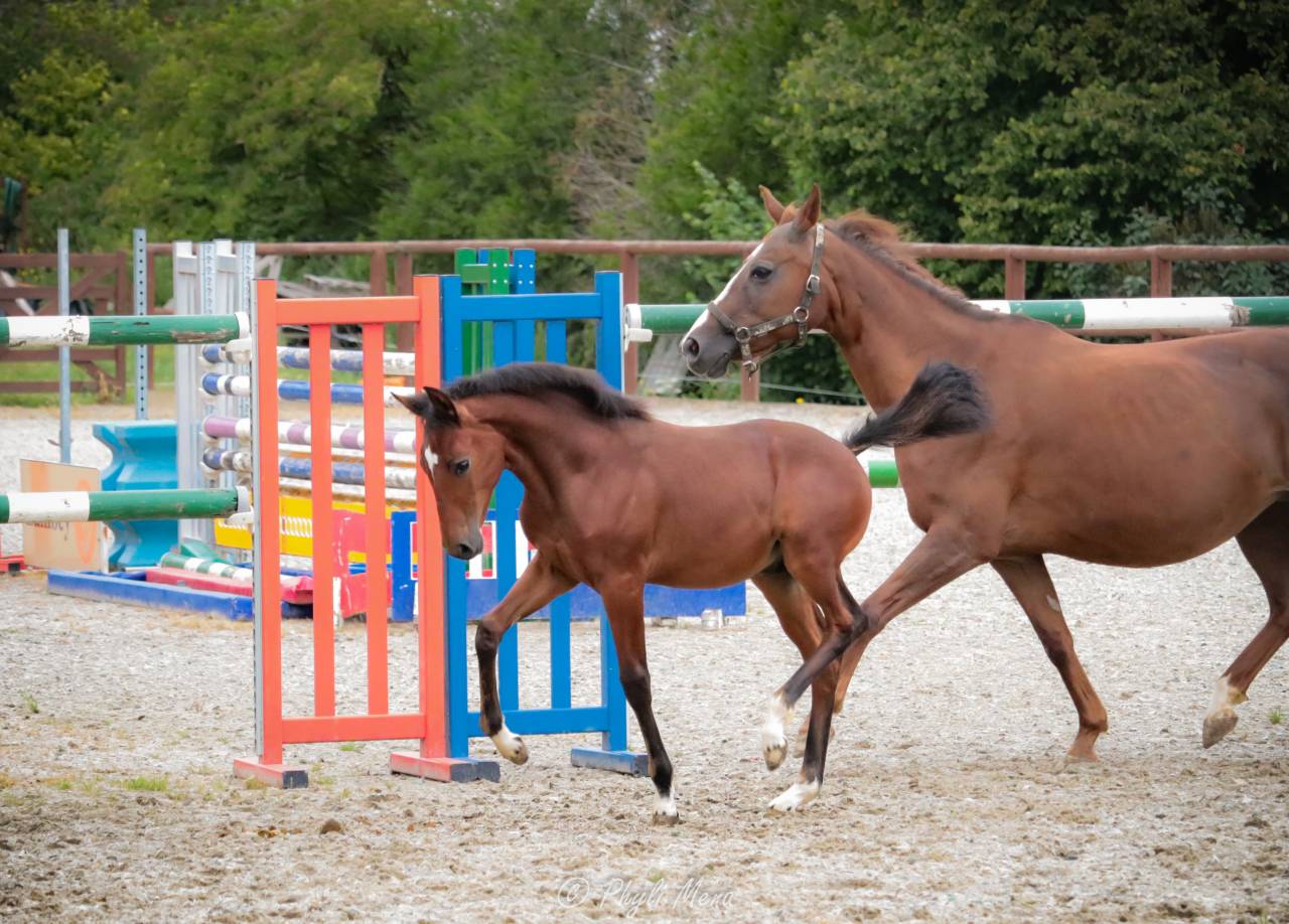 Puledro PFS Pony Francese da Sella In vendita 2025 Baio scuro ,  NAJISCO D HARYNS