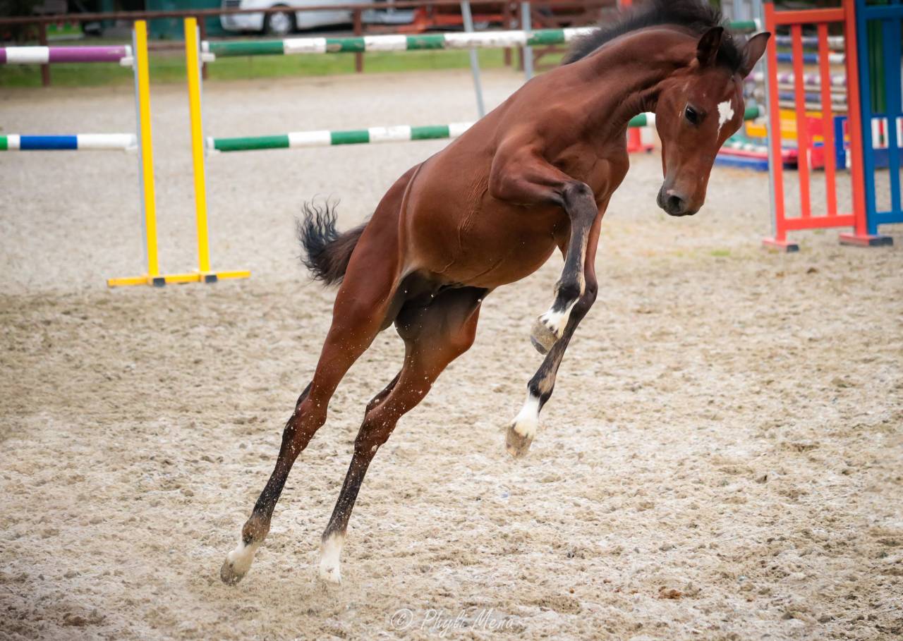 Puledro PFS Pony Francese da Sella In vendita 2025 Baio scuro ,  NAJISCO D HARYNS