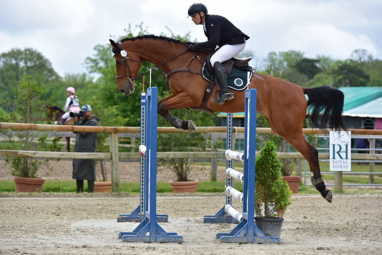 Castrone Zangersheide In vendita 2016 Baio ,  CROWN Z