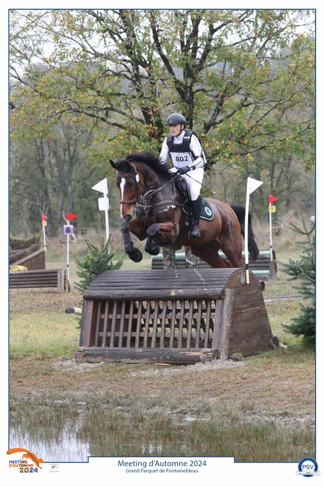 Castrone Zangersheide In vendita 2016 Baio ,  CROWN Z