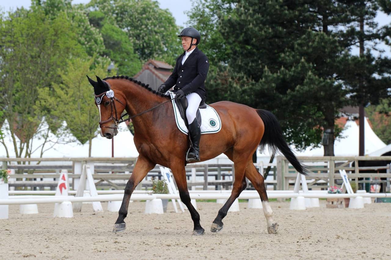 Castrone Zangersheide In vendita 2016 Baio ,  CROWN Z