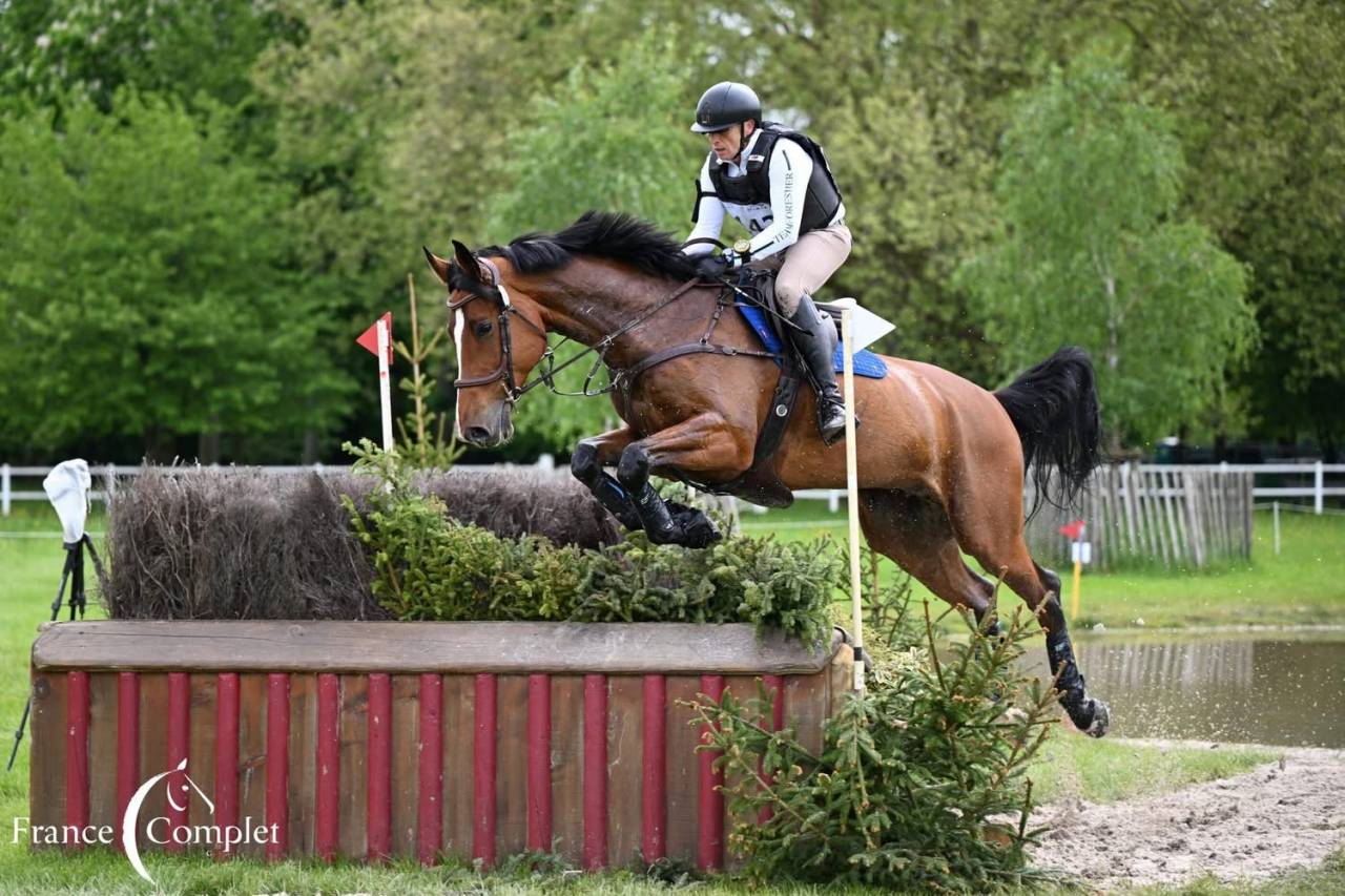 Castrone Zangersheide In vendita 2016 Baio ,  CROWN Z