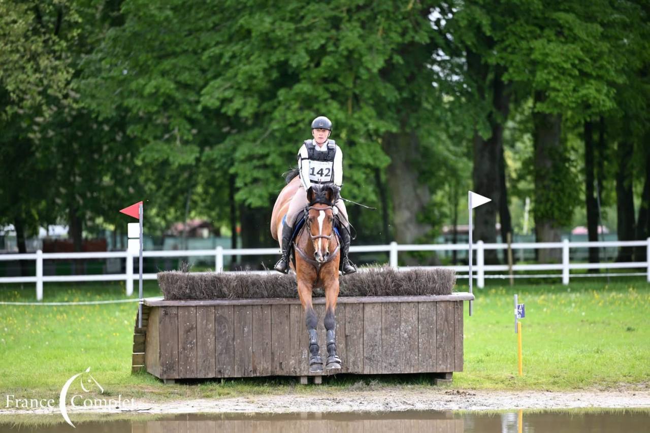 Castrone Zangersheide In vendita 2016 Baio ,  CROWN Z