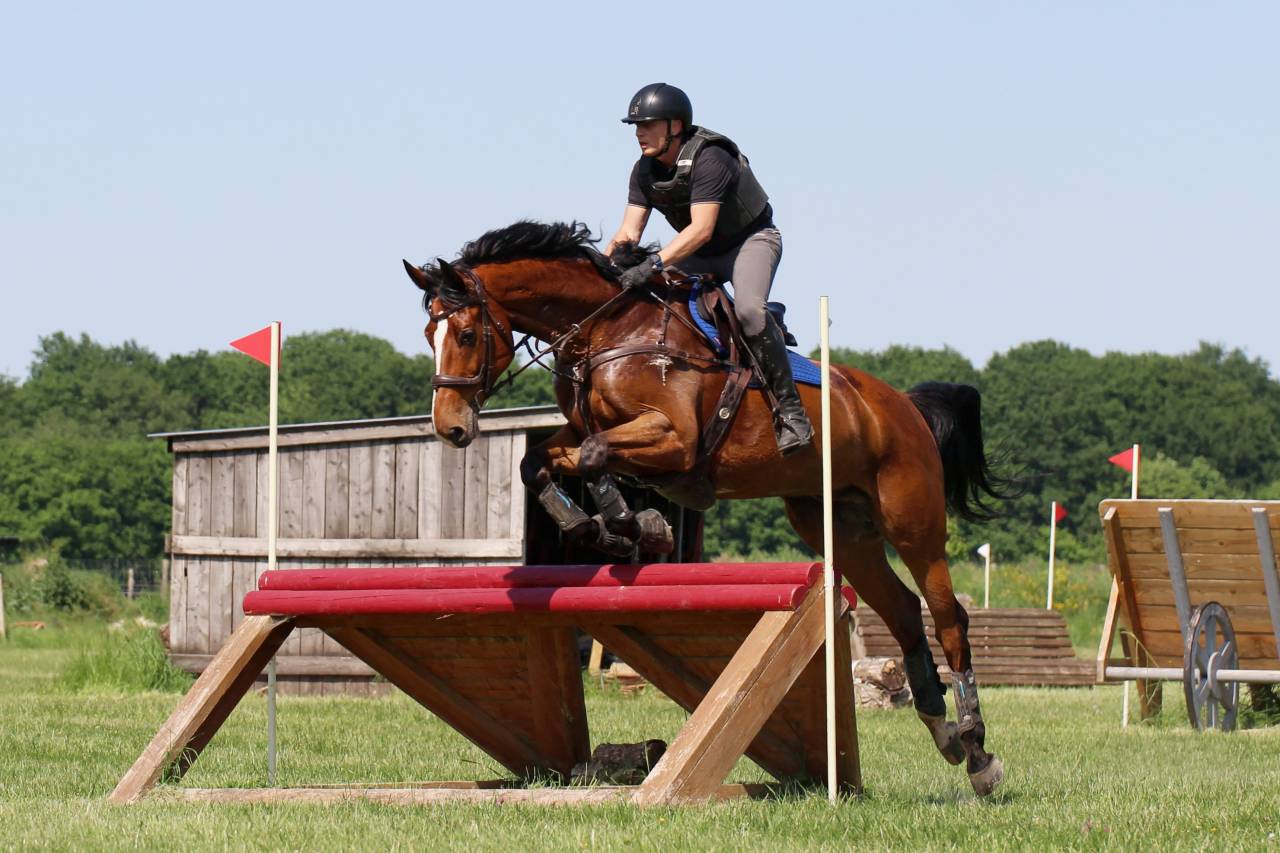 Castrone Zangersheide In vendita 2016 Baio ,  CROWN Z