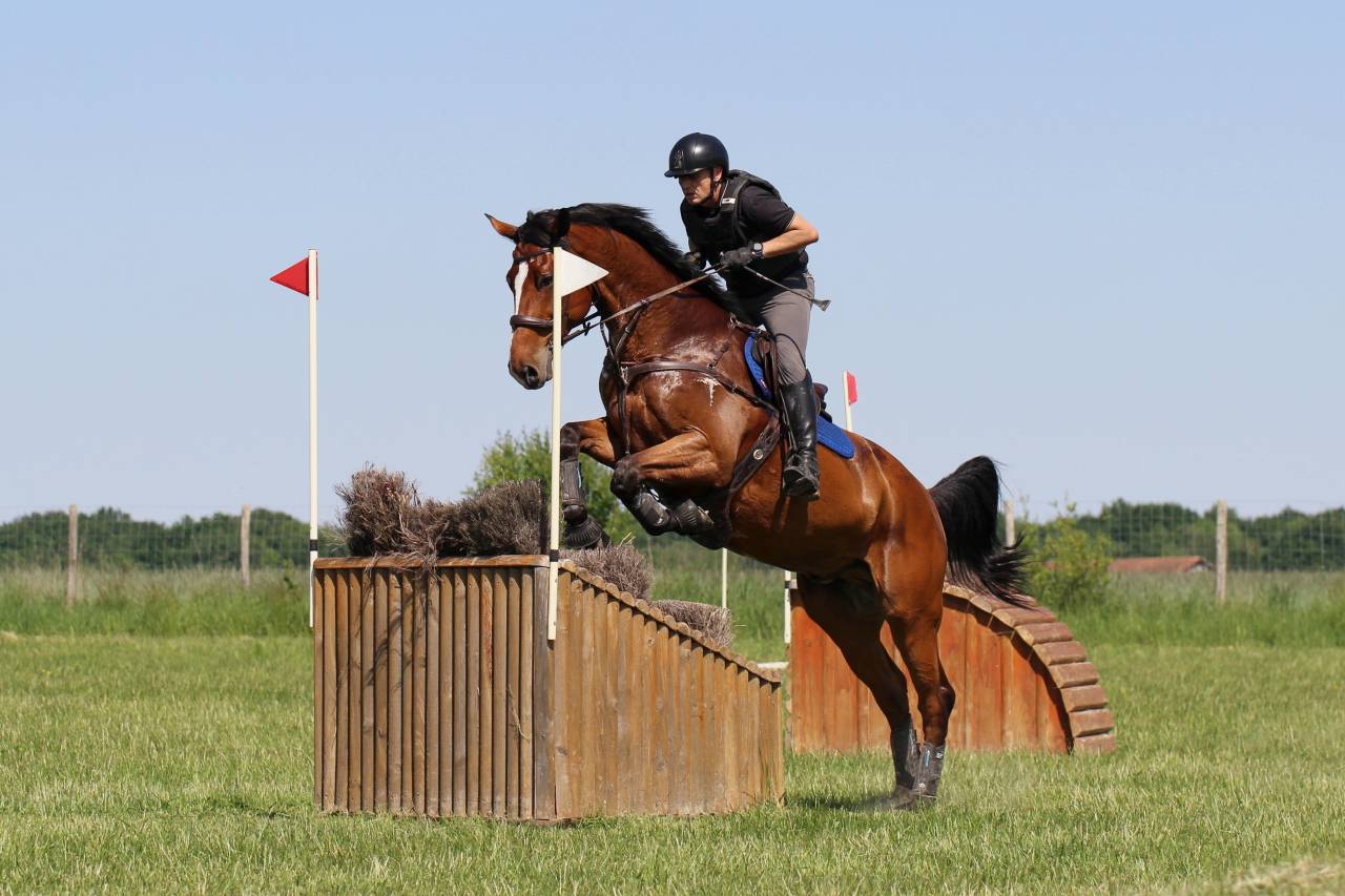 Castrone Zangersheide In vendita 2016 Baio ,  CROWN Z