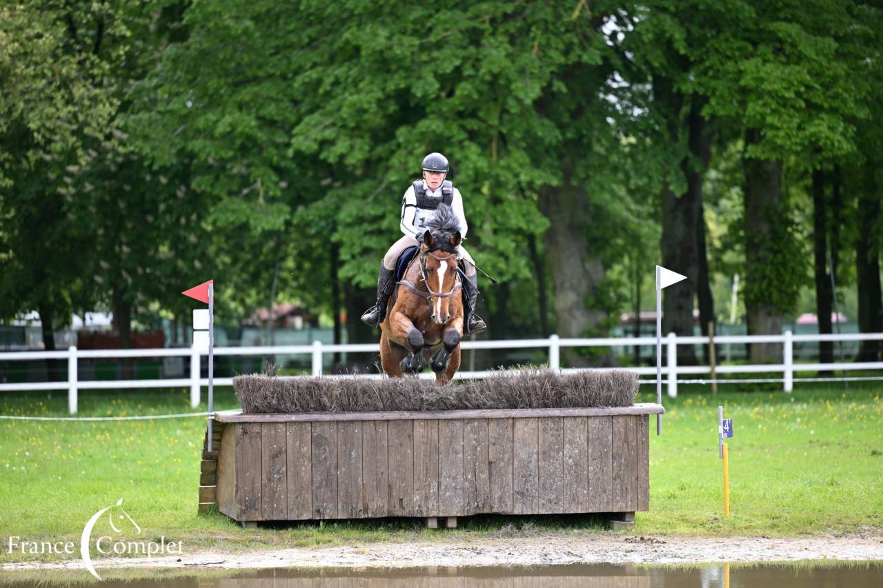 Castrone Zangersheide In vendita 2016 Baio ,  CROWN Z