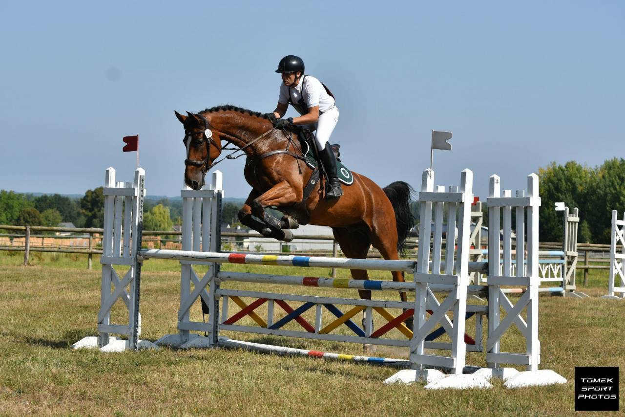 Castrone Zangersheide In vendita 2016 Baio ,  CROWN Z