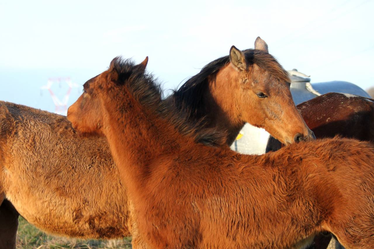 Cavalla Lusitano In vendita 2007 Grigio