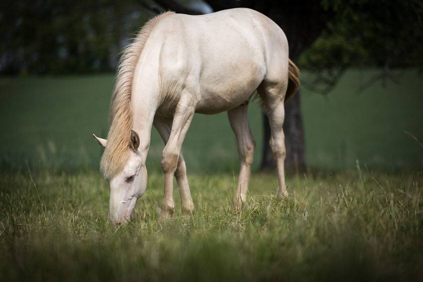 Cavalla Lusitano In vendita 2007 Grigio