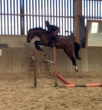 Castrone Sella Francese In vendita 2022 Baio ,  Diarado – Holst