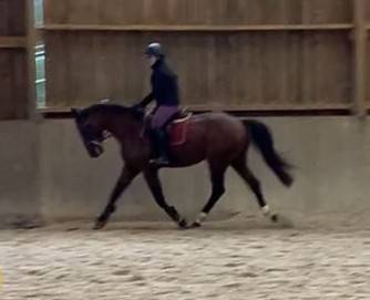 Castrone Sella Francese In vendita 2022 Baio ,  Diarado – Holst