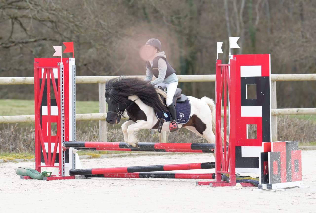 Puledro Shetland In vendita 2025 Pezzato