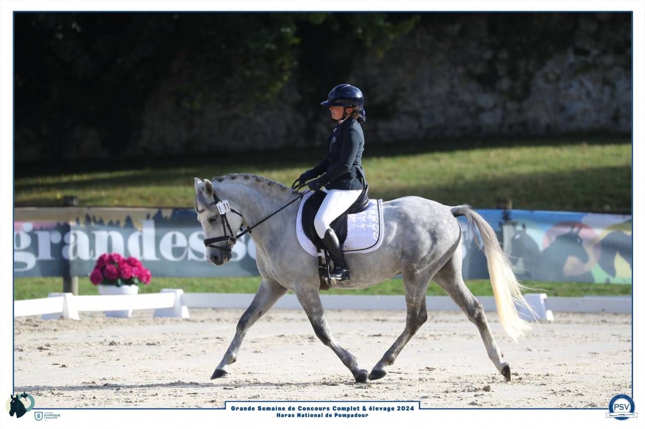 Stallone New Forest In vendita 2019 Grigio