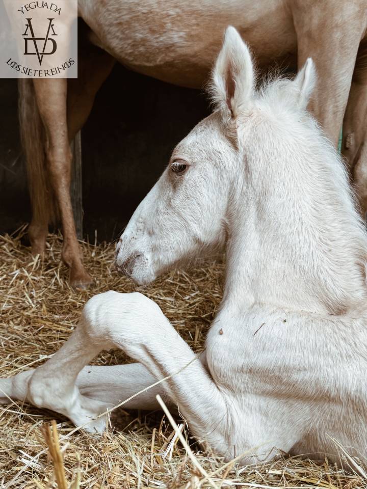 Puledro PRE Andaluso In vendita 2025 Palomino ,  PICASSO LH