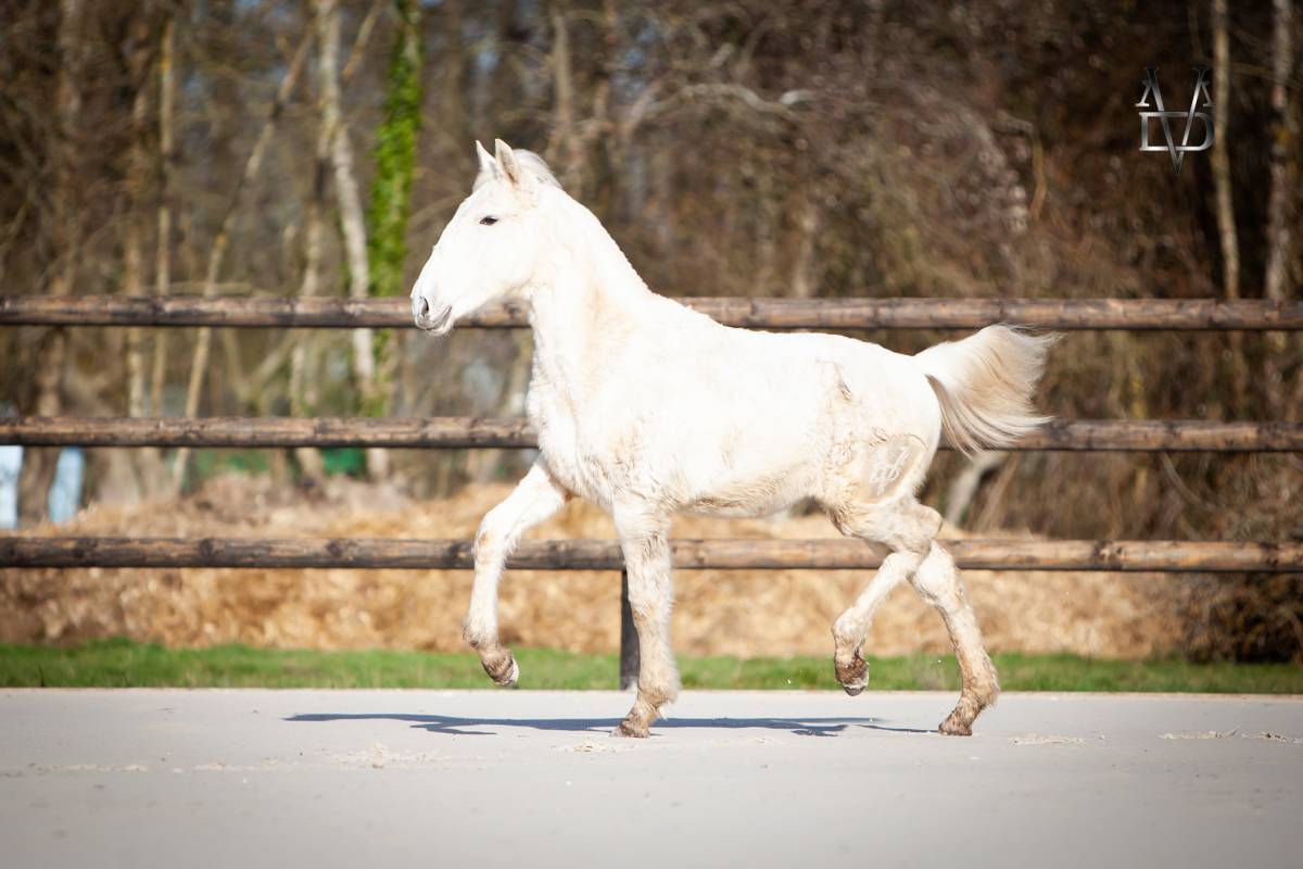Puledro PRE Andaluso In vendita 2025 Palomino ,  PICASSO LH