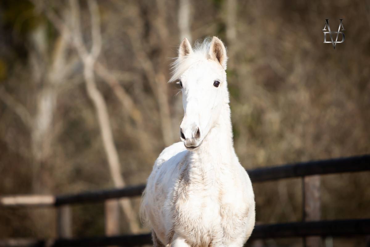 Puledro PRE Andaluso In vendita 2025 Palomino ,  PICASSO LH