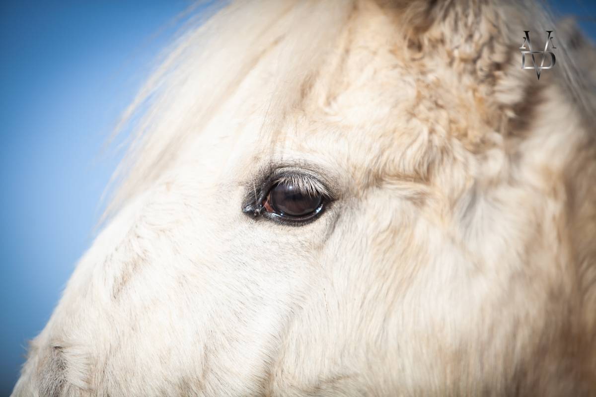 Puledro PRE Andaluso In vendita 2025 Palomino ,  PICASSO LH