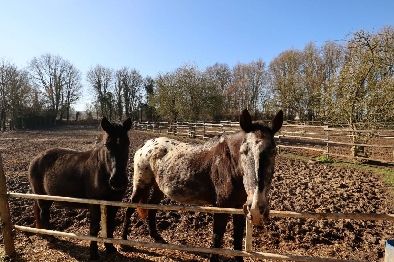 Scuderia per proprietari In vendita Yonne
