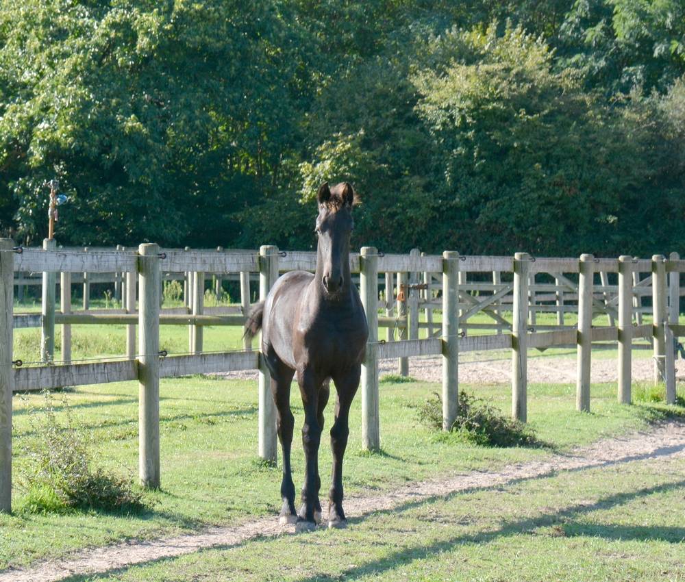 Puledro Frisone In vendita 2025 Nero ,  TYMEN 503